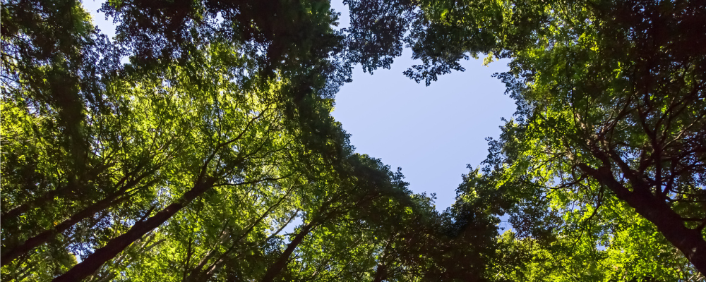 The Virginia Land Preservation Tax Credit Program